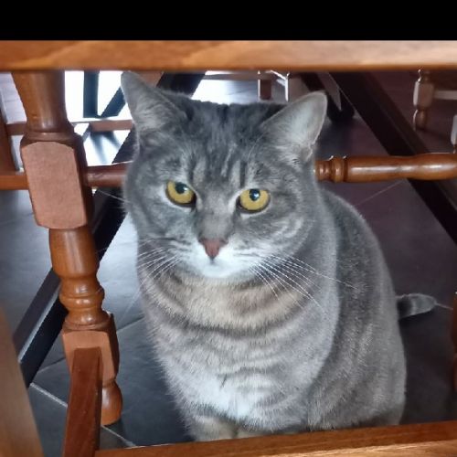 Miska - Chat perdu à Barbotan en France | AnimalWeb Chat perdu à Barbotan en France | AnimalWeb